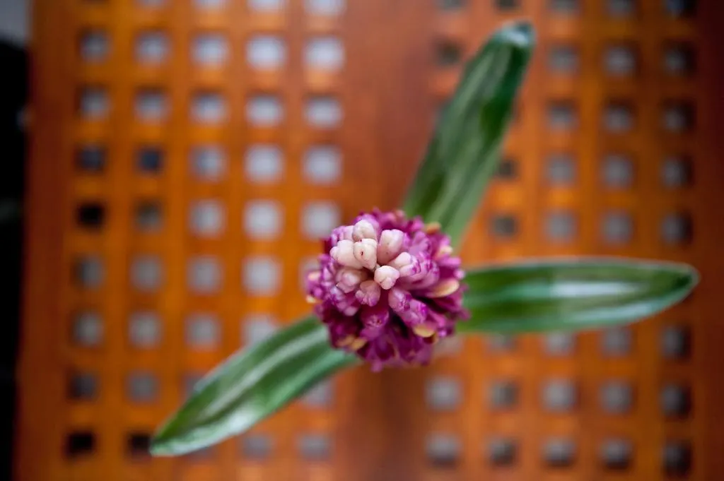 Iris Lejlighed Thessaloníki